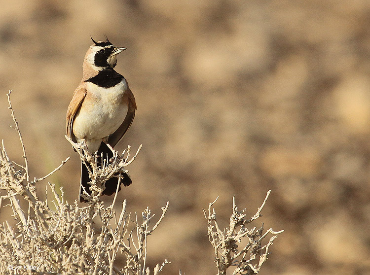     Temminck's (Horned) Lark Eremophila bilopha  ,   the Meishar southern Negev, April 2010 Lior Kislev